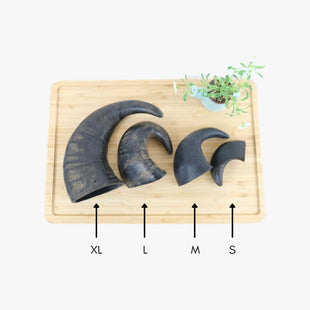 Medium Buffalo Horn